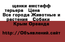 щенки амстафф терьера › Цена ­ 30 000 - Все города Животные и растения » Собаки   . Крым,Ореанда